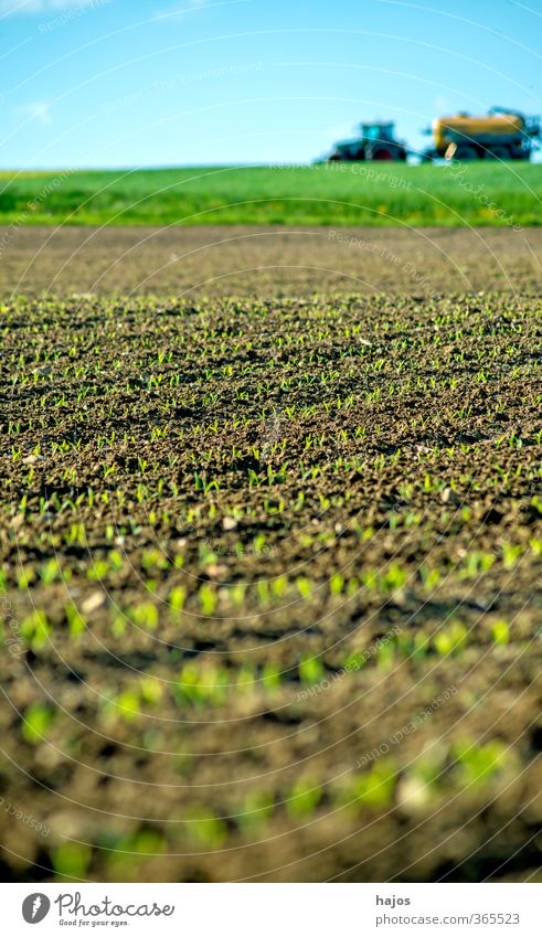 Maize field with young plants Food Grain Agriculture Forestry Plant Spring Field Tractor Green Plantlet Sapling extension series Background picture blurred