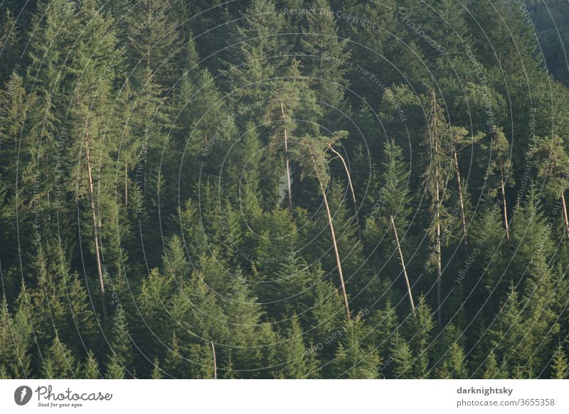 mixed forest with pine and spruce Forest Exterior shot Nature Colour photo tree Deserted Environment Climate change Plant Landscape Forestry Day Agriculture