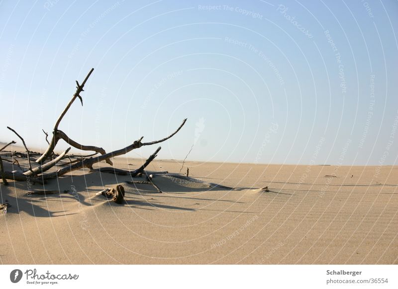 desert atmosphere Wood Physics Loneliness Desert Sand Warmth Death