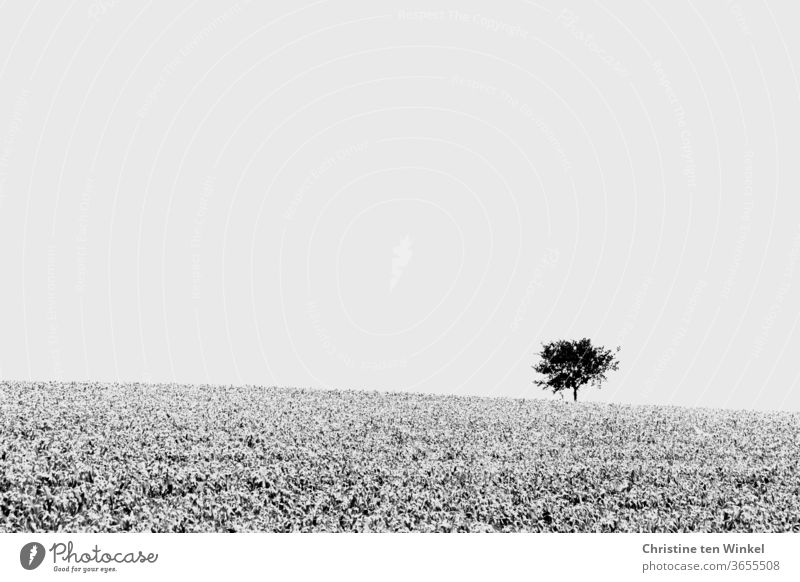 A lonely tree stands in the distance on the bright horizon, a field stretches out in front of it. Black and white, minimalist single tree Horizon Field