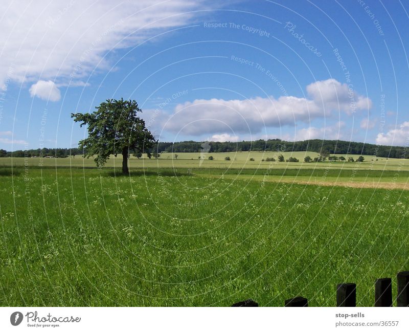 summer boredom Tree Meadow Snapshot Fence Blemish Panorama (View) Blue sky fair weather tharandt Large