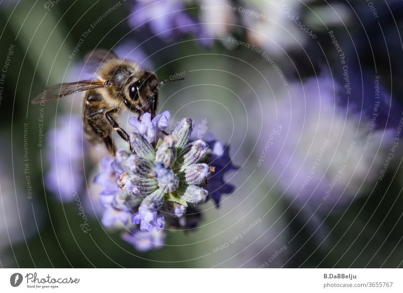 Lavender is like a magnet for the tirelessly collecting bees. Bee amass insects Insect repellent die of insects Colour photo Macro (Extreme close-up)