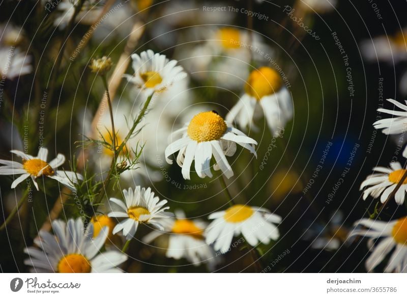 Daisies defoliate. Some of the leaves have fallen off. marguerites Plant Nature Flower Green White pretty naturally Blossom leave Summer Fresh Close-up Floral