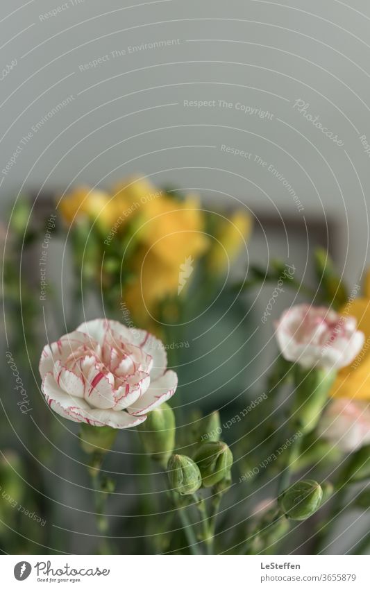 Flower and buds Esthetic Close-up Shallow depth of field Blur Sunlight Copy Space top Detail Subdued colour Colour photo Elegant Fragrance Deserted