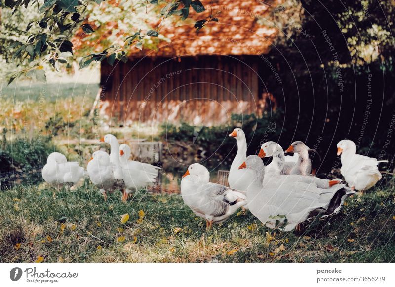 einen sommer lang Federvieh Gans Gänse Herde Sommer Bauernhof Vergangenheit Hütte warm Gruppe Weihnachtsgans Schatten Lager Nutztiere