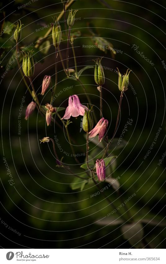 columbine Spring Summer Plant Flower Blossom Blossoming Esthetic Pink Picturesque Seed Colour photo Deserted Day Shallow depth of field