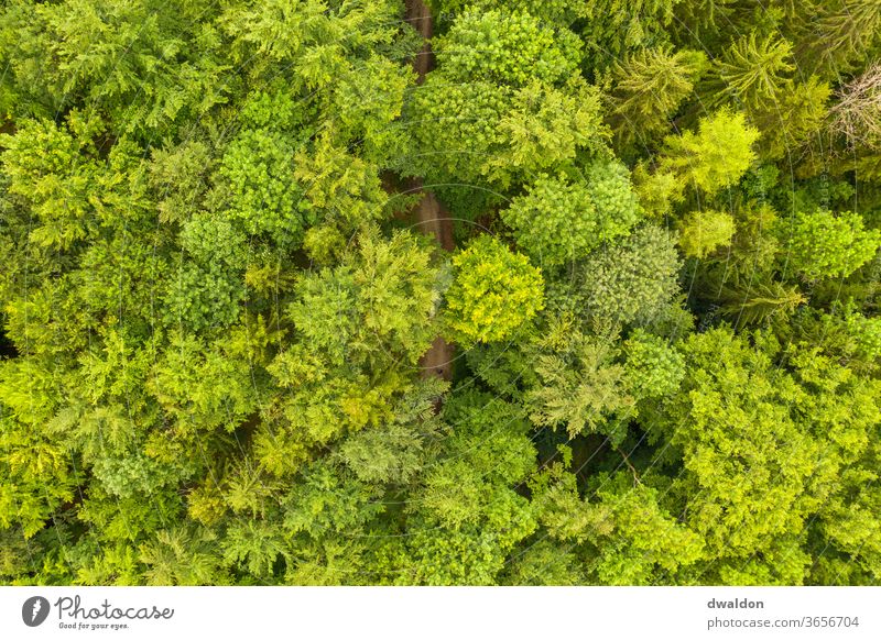 Green Waldon from above Forest drone Above aerial photograph forest path forest road Nature Colour photo Exterior shot Day Landscape green tree Environment