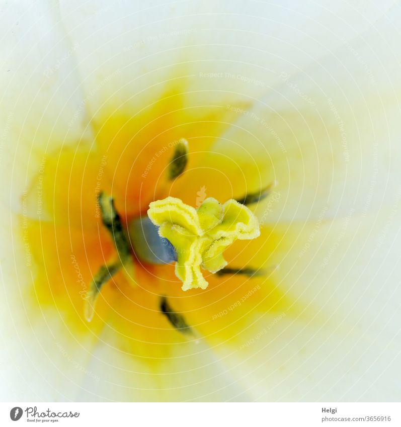 in the middle - macro-photograph of stigma and pollen of a yellow-white tulip flower Tulip Tulip blossom flowers bleed Scar Stylus ovary dust bag filament