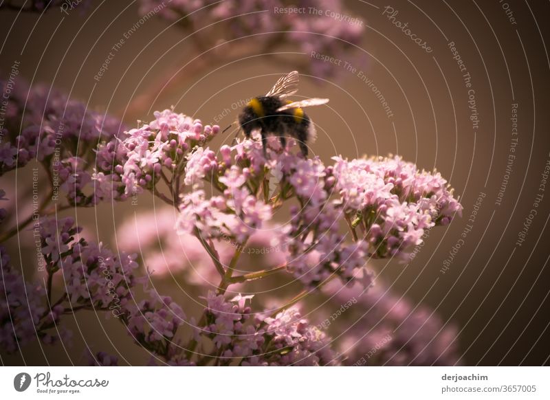 Busily searching for pollen. A bumblebee sits on a pink flowering shrub with a dark background. Bee Blossom Insect Plant Honey Pollen Animal Nature Nectar