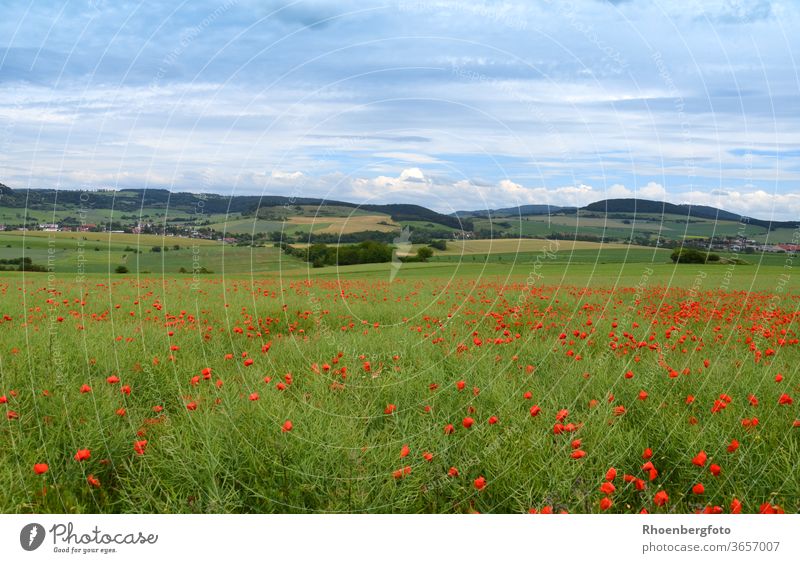 Poppies in a rape field in the Thuringian Rhön poppies flowers Poppy Canola Field extension oil Landscape Highlands mountain vacation Relaxation Hiking