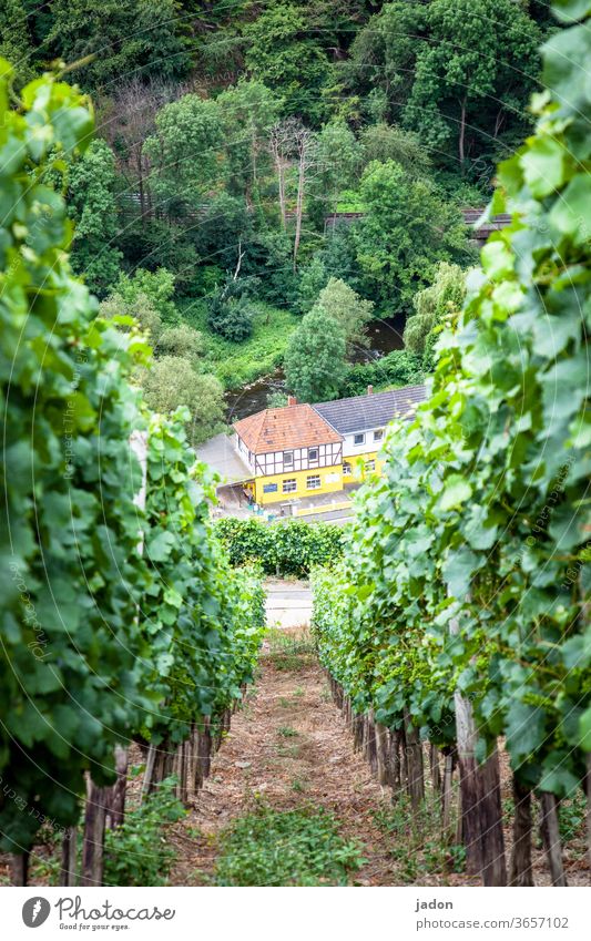 steep slope. Vine Vineyard Wine growing Exterior shot Plant Agricultural crop green Day Nature Winery Landscape Summer Beautiful weather