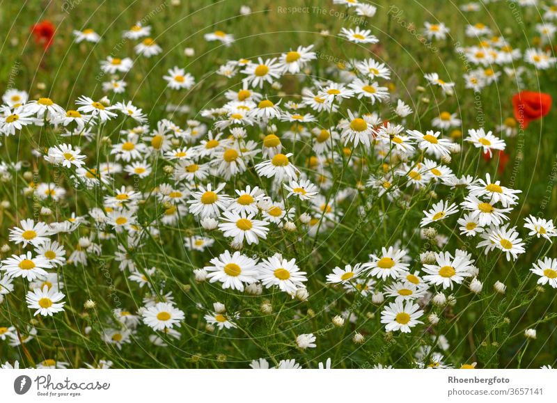 flowering chamomile at the edge of the field Chamomile flowers Field Grass grasses Magyarites Daisy poppies Nature Landscape Summer wild flowers Tea Drinking