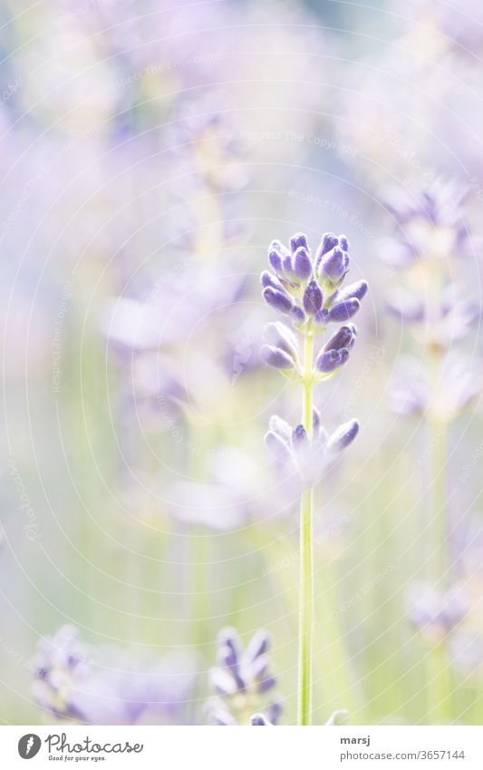Fragrant light lavender image in pastel shades Lavender Plant Violet flower bud Fragrance Colour photo bleed Summer flowers Nature Shallow depth of field