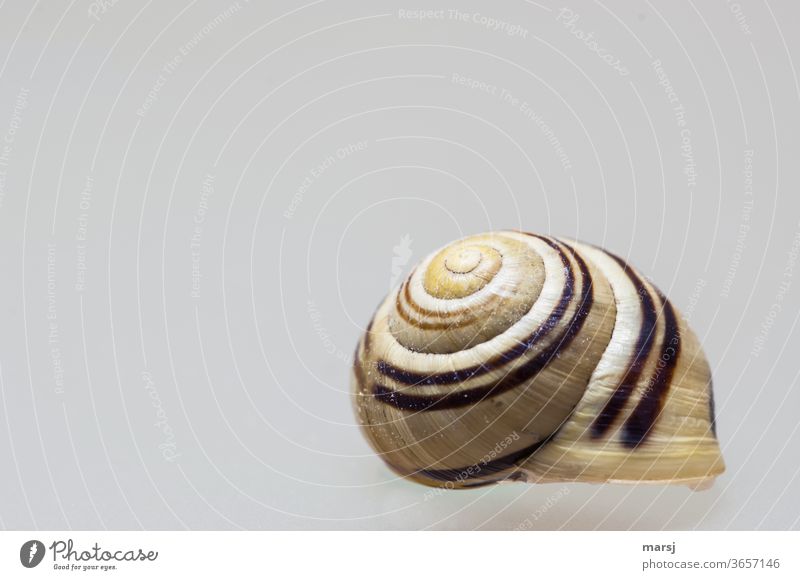 Apparently floating snail house with rally stripes on the roof Snail shell Isolated Image Spiral Protection Neutral Background Pattern Structures and shapes