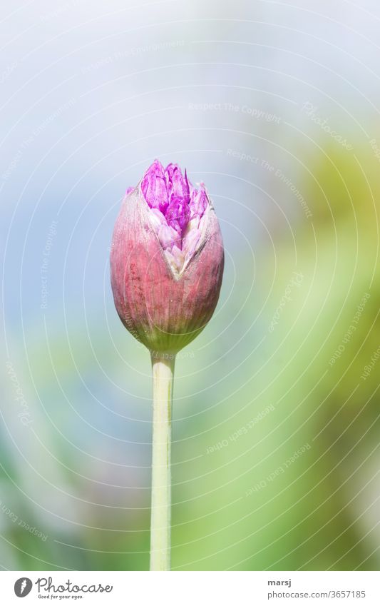 I'm about to burst my collar, said the flower bud of the ornamental shrub ornamental garlic garlic flower Bursting Garden plants Shallow depth of field Nature