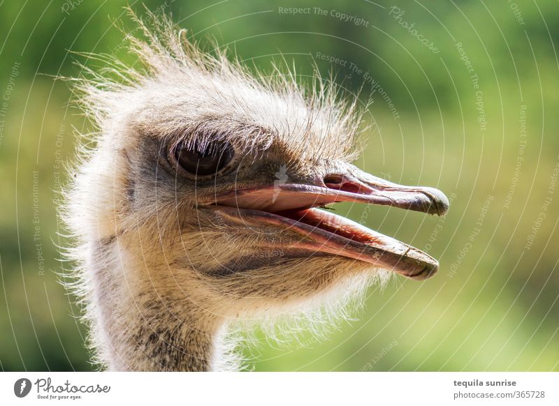 Portrait of an Ostrich Animal Wild animal Bird Zoo Beak Eyes Feather Downy feather 1 To feed Smiling Laughter Illuminate Colour photo Exterior shot Day