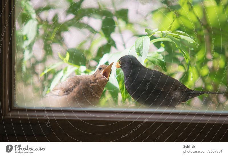 Single-raised male blackbird feeding young bird outside the window Blackbird fledglings Feeding Window blackbird male Manly Single parent Beak Open green plant