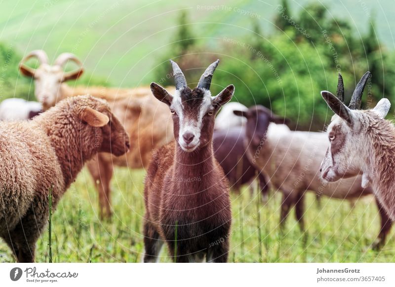 Goat on a pasture in the middle of a herd looks into the camera goat sovereign Obstinate portrait Funny wild animals Herd Sweet Cute Nature Wild horns Brown