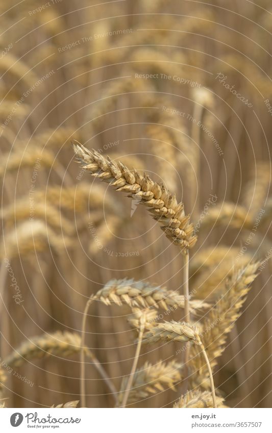 Wheat ear in the wheat field spike Wheatfield Grain Grain field Field Agriculture Agricultural crop Ear of corn Cornfield Growth grain Nutrition ecologic Food