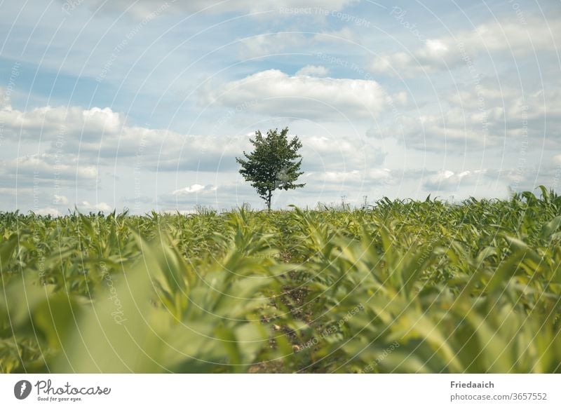 A tree on the horizon behind the cornfield Nature Exterior shot Landscape Environment Sky natural Field Day Agricultural crop green Agriculture Summer