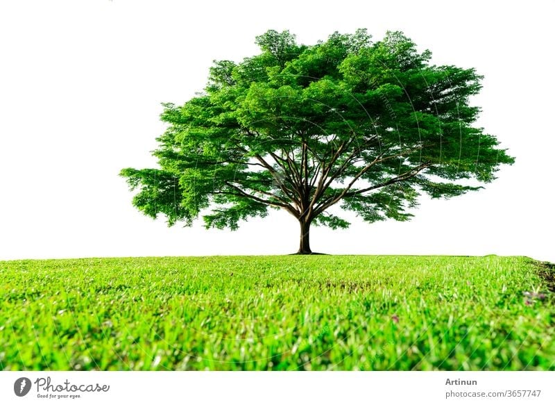 Big green tree with beautiful branches and green grass field isolated on  white background. Lawn in garden on summer. Sunshine to big tree on green  grass land. Nature landscape. Park decoration. -