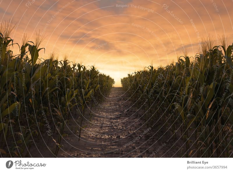 Path between two corn fields in the evening sun 3D agriculturally Agriculture backgrounds Cereal Maize Harvest civilized Environment Farm Feeding Field foliage