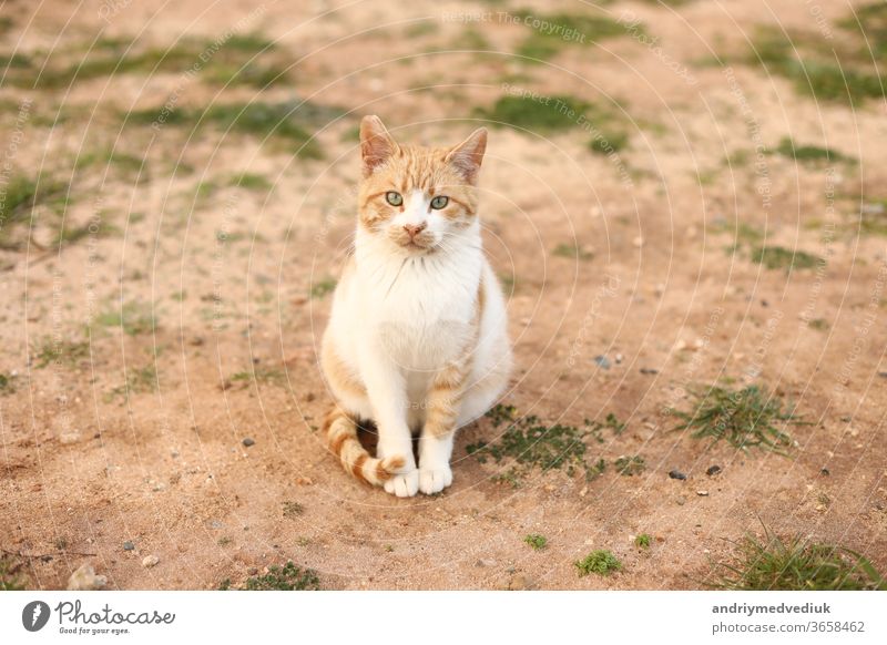 portrait of a cute red and white cat outdoors looking into the camera on spring day. selective focus. copy space. pet nature grass animal young sand kitten wild