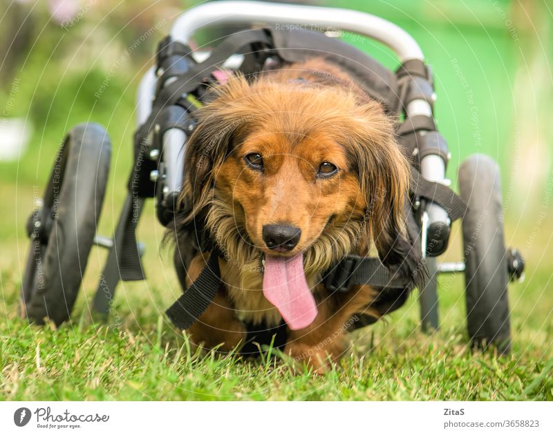 Disabled dachshund in a wheelchair running outdoors dog sausage dog cute long-haired fur furry disabled paralyzed nature happy pet animal disability canine