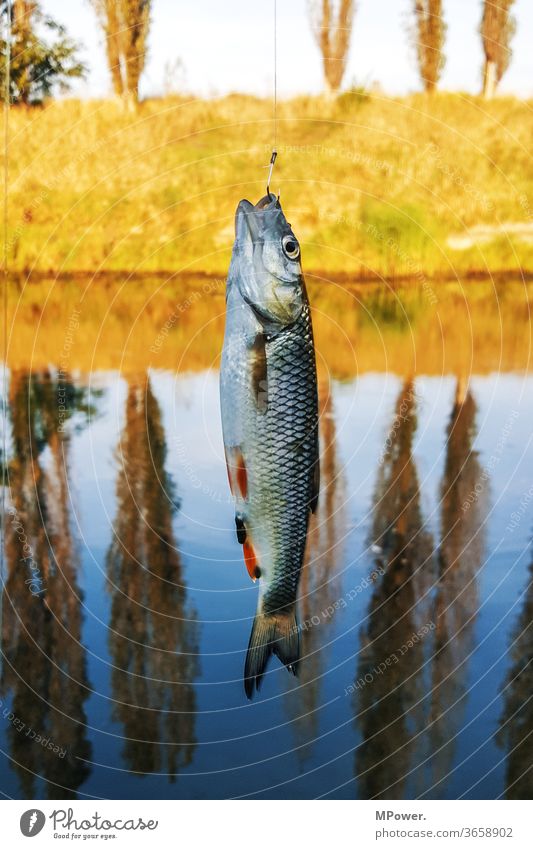 fishing Fish - a Royalty Free Stock Photo from Photocase