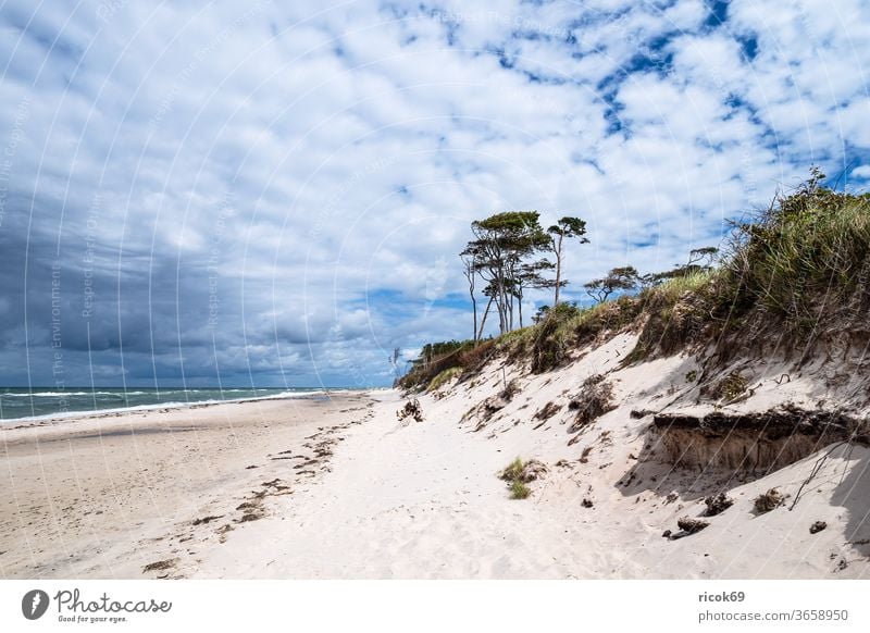 The west beach on the Fischland-Darß Western Beach Coast Baltic Sea fischland-darß Baltic coast Ocean tree Forest huts coastal forest Sky Clouds Blue