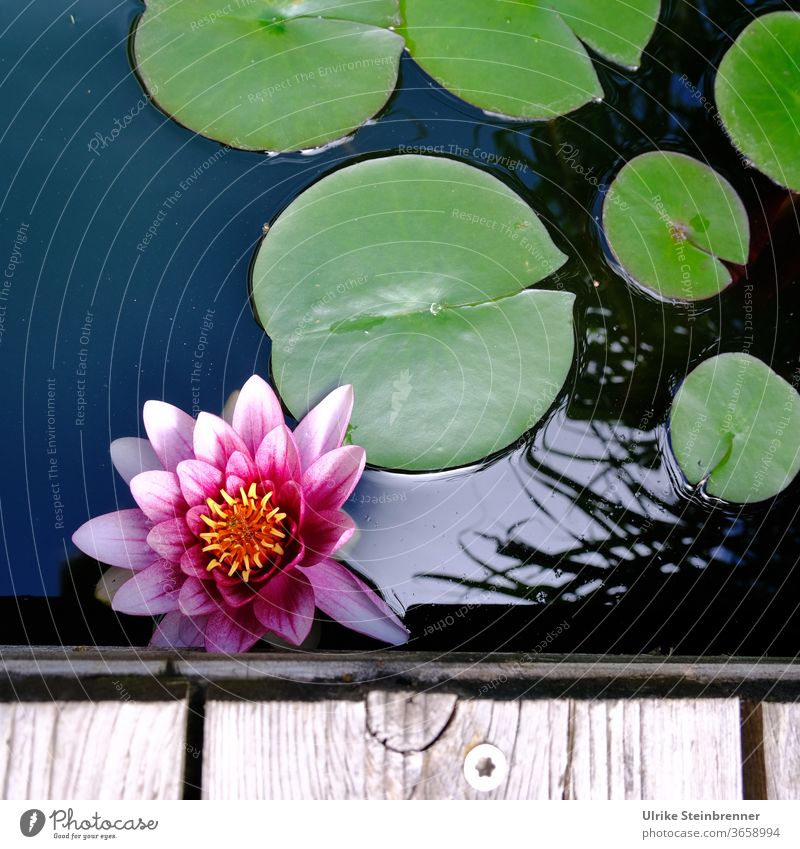 Beauty of a water lily on the edge of the water basin Water Lily Pink flowers Plant nymphaea Aquatic plant flaked Water lily pads Garden pond Pond Water basin