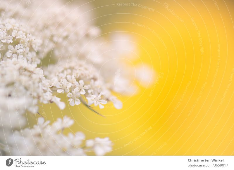 Close-up of the flower of a wild carrot in front of a bright yellow background. Weak depth of field Wild carrot blossoms Flower umbel Umbellifer White Yellow