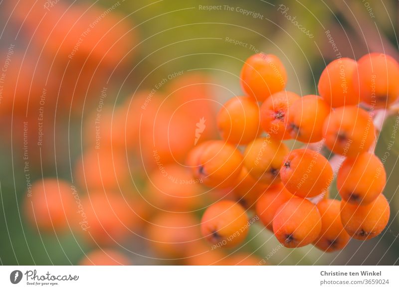 Orange berries of the mountain ash. Close up with shallow depth of field Rawanberry Berries Mountain ash Rowan tree Summer Nature Love of nature fruit Autumn