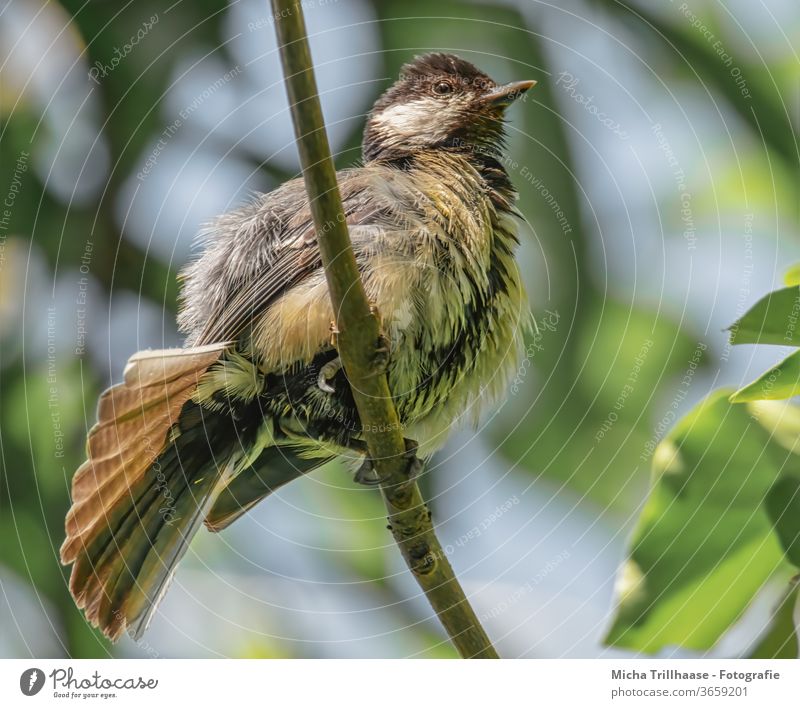 Young great tit stretches and stretches Tit mouse parus major Baby animal Chick Animal face youthful Small Beak Eyes Grand piano Feather young branch birds