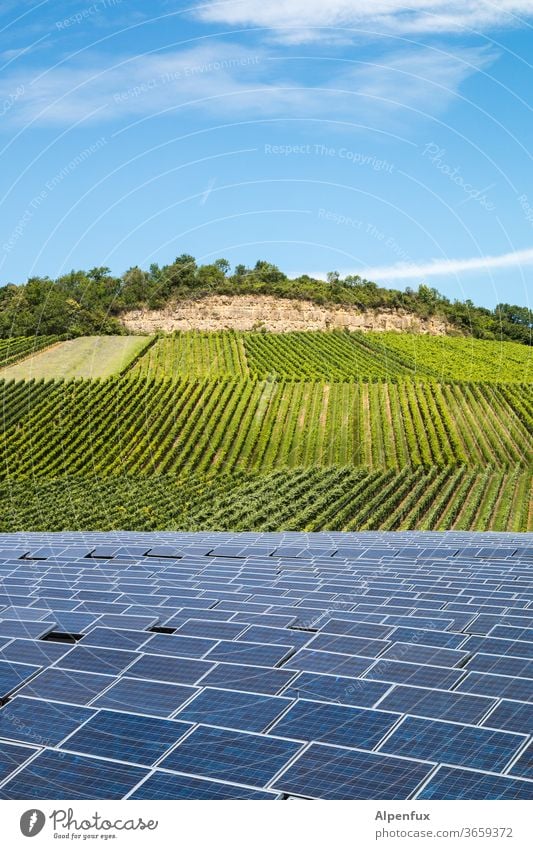 in vino elektricitas Vineyard photovoltaics Solar cell Bunch of grapes Deserted Wine growing Agricultural crop Winery Nature alternative energy green energy
