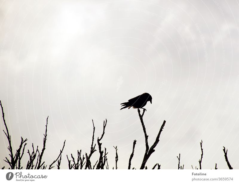 Silhouette - or a raven balancing on a dead undergrowth Crow birds feathers tail feathers Beak balance leafless Branch branches Twig twigs bushes Sky Gray Black