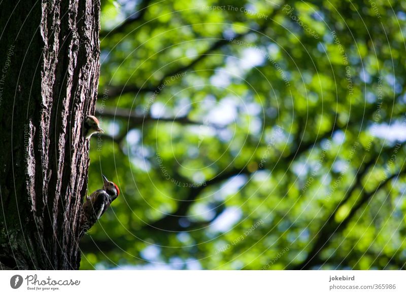 Young & Old Tree Bird Spotted woodpecker Woodpecker Baby animal Animal family Feeding Tree trunk Tree bark Leaf canopy Colour photo Exterior shot Deserted