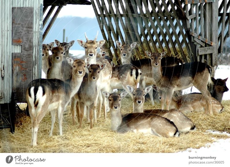 Bambi Roe deer Enclosure Straw Transport Multiple