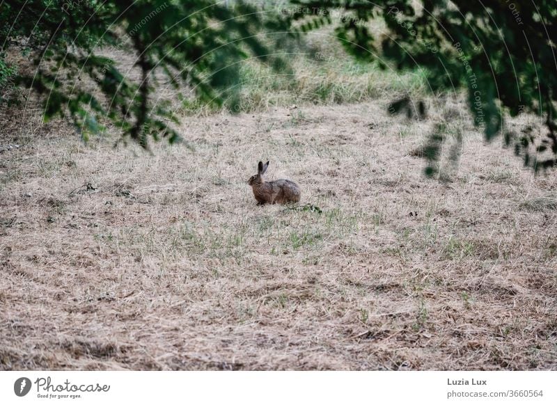 A lonely hare on the verge of flight, between green and drought in soft evening light rabbit ears long ears on the double Animal Exterior shot