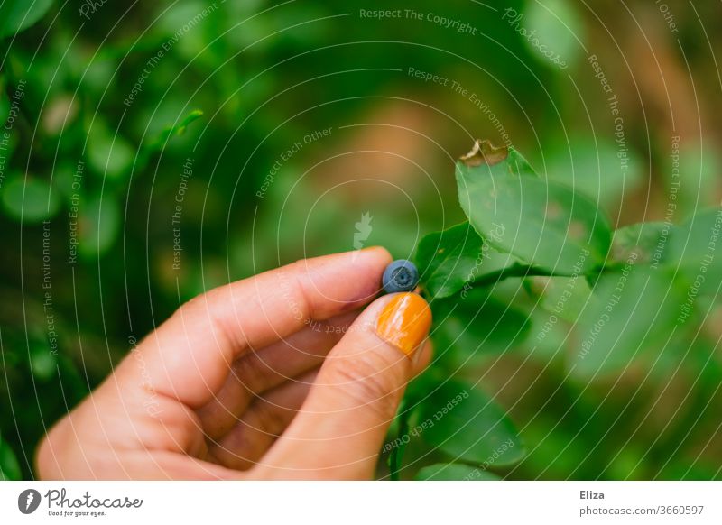 Picking wild blueberries in the forest Blueberry Wild Berries Forest Delicious Fresh Summer Nutrition Harvest Nature Exterior shot wild berry Mature Garden