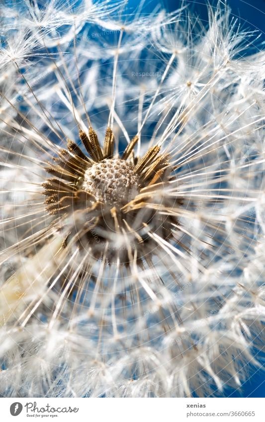 Macro shot of a dandelion against a blue background lowen tooth bleed Summer spring Garden Macro (Extreme close-up) Round White Blue Ease dandelion seed Sky