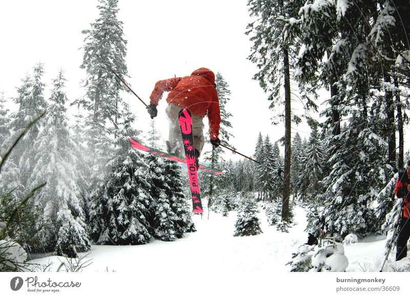 ski#3 Powder snow Jump Skier Forest Tree Skiing Extreme sports Snow Air