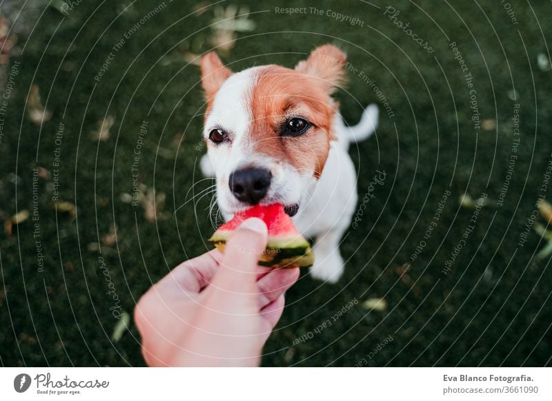 cute jack russell dog eating watermelon outdoors. woman hand holding slice of watermelon. summertime food fresh healthy green lawn love relaxation tasty