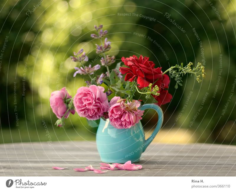 GardenFlowersBunch Summer Beautiful weather Blossoming Faded Natural Green Pink Red Turquoise Moody Joie de vivre (Vitality) Vase Rose blossom Rose leaves