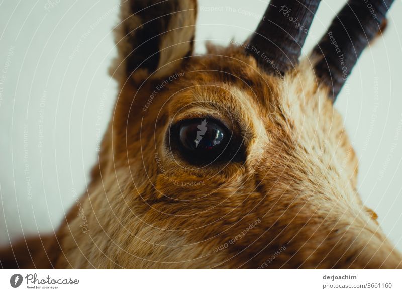 The deer. An eye for an eye, An eye looks at the observer. With ear raised and a small part of the antlers . A close-up. Stage Nature Living thing Colour photo