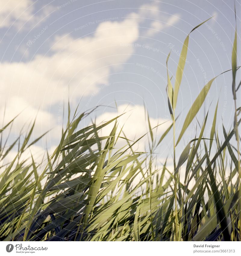 Reeds in the wind. Analog medium format film recording reed Wind windy vacation relaxation Clouds Sky contemplation Serene Breeze left Warmth Moody fickle green