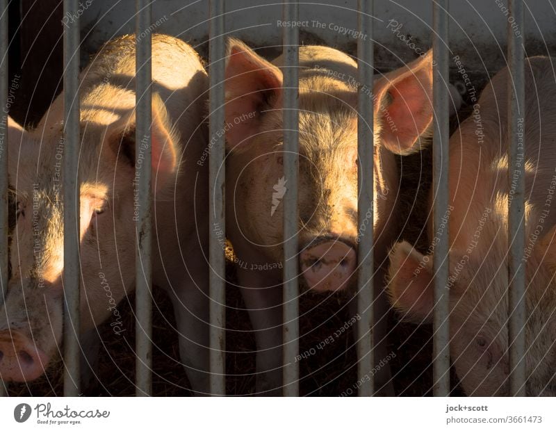 don't close your eyes to this mess. Pigs Animal portrait Farm animal Agriculture Pink Grating Barn Curiosity Flare 3 pig breeding Group of animals Captured