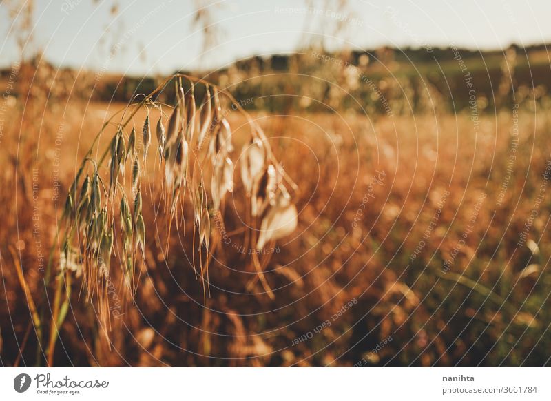 Close up of a oats spike in a field plant detail crops cereal farm bio organic gold golden hour sunset close up macro food organic food vegan vegetarian raw