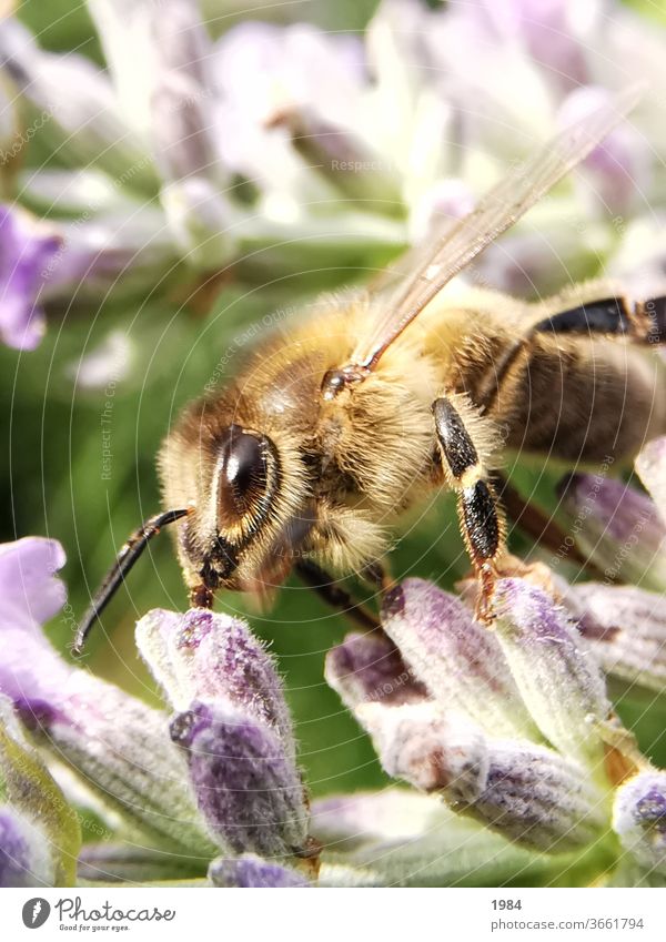 bee Bee at work Insect Macro (Extreme close-up) Grand piano Nectar Close-up Plant Pollen Summer Exterior shot Garden bleed Lavender Animal
