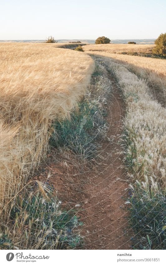 Golden fields of cereal in Spain summer path landscape crops farm quiet place silence sunset golden beautiful nature natural outdoors wild wide background wheat